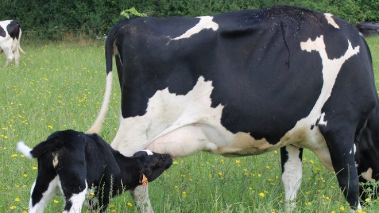 [#FILAPI] <a href="/la_bille_bleue/">La Bille Bleue 🌍</a> propose une alternative à l’élevage intensif des veaux laitiers🔗agence-api.ouest-france.fr/article/la-bil…