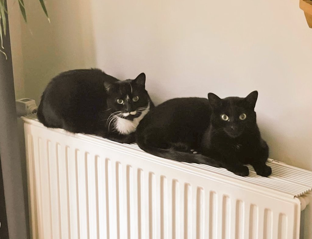 GrootRocket2's tweet image. Sometimes the evenings get cold and we have to share the warmest spots in the house... No room for you though, human. #warmandtoasty