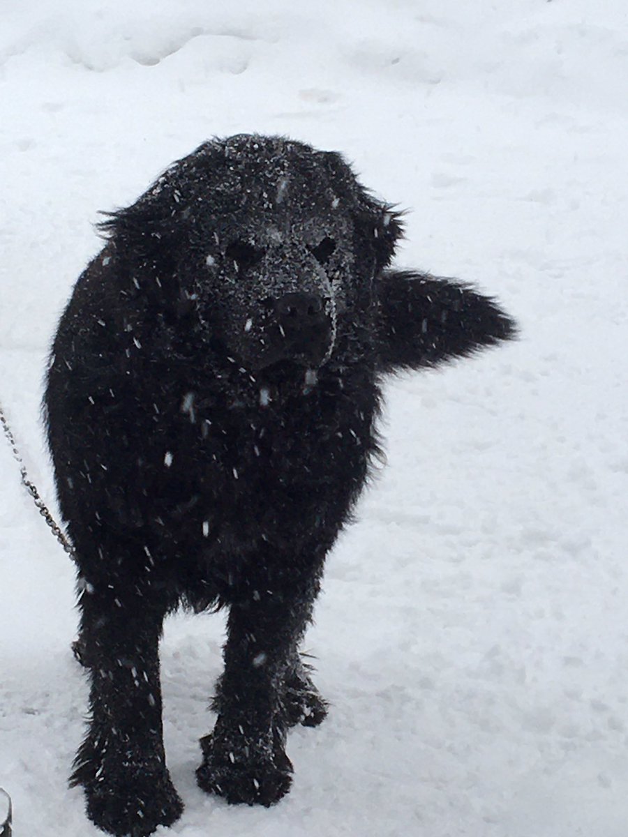 ニューファンドランド犬