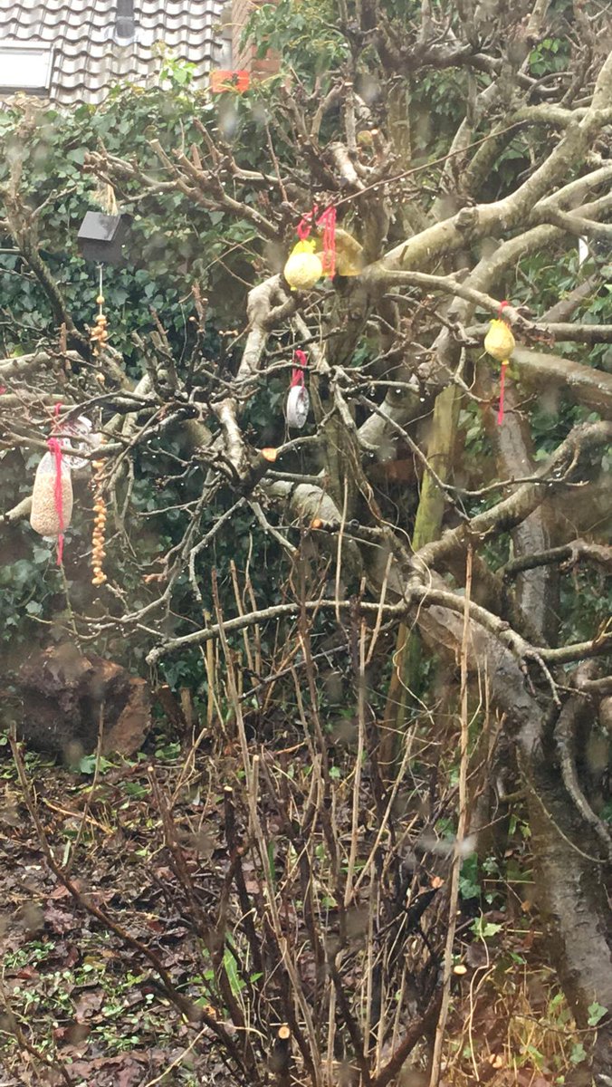 De kinderen in de noodopvang hebben vogelvoer gemaakt en opgehangen in onze kleine schooltuin. Vanuit 2 lokalen kunnen we de vogels heel goed zien. #Tuinvogeltelling