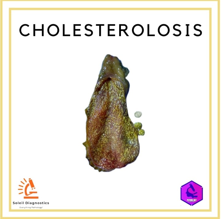 Pathology Student Forum tweet media