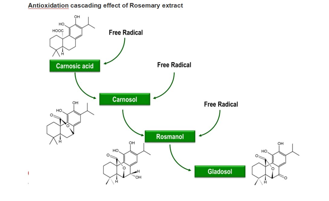 GenehamCo's tweet image. Key active ingredient of Rosemary extract and its application