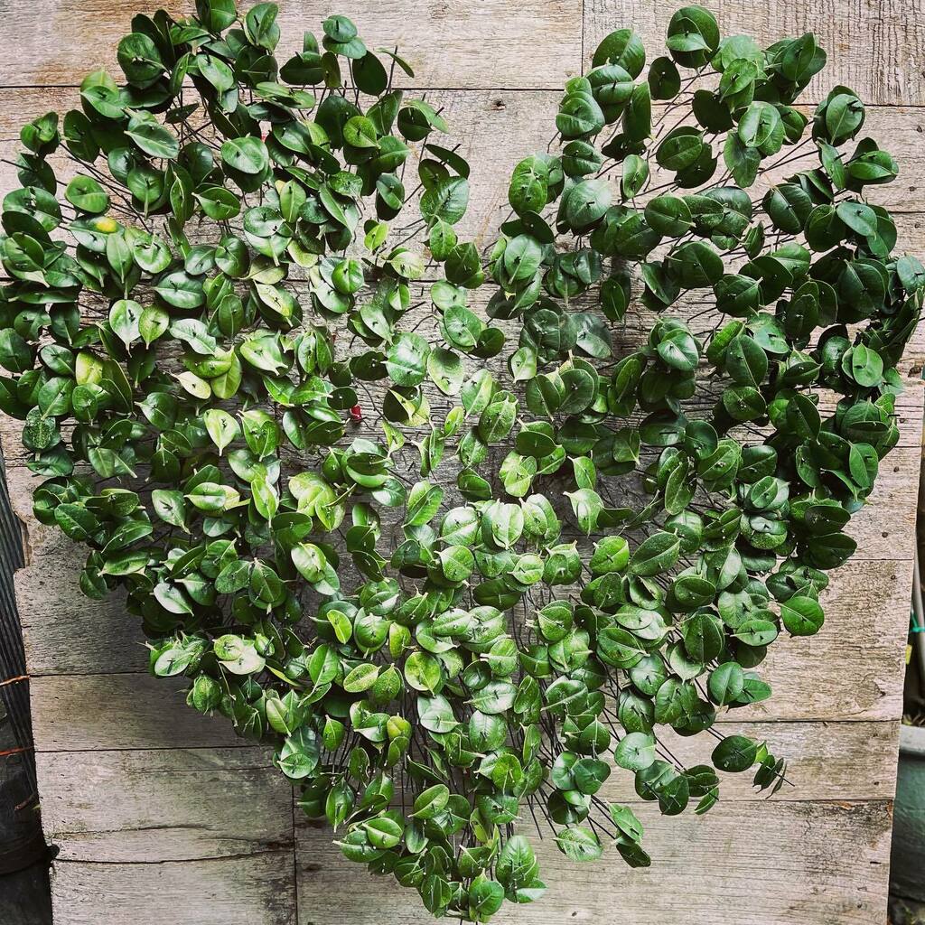 Today’s post in Progress Wires with scewered  Box leaves... #craftmenship #floraldesign #gregorlersch #structures#buxus instagr.am/p/CKnru8PFiDi/