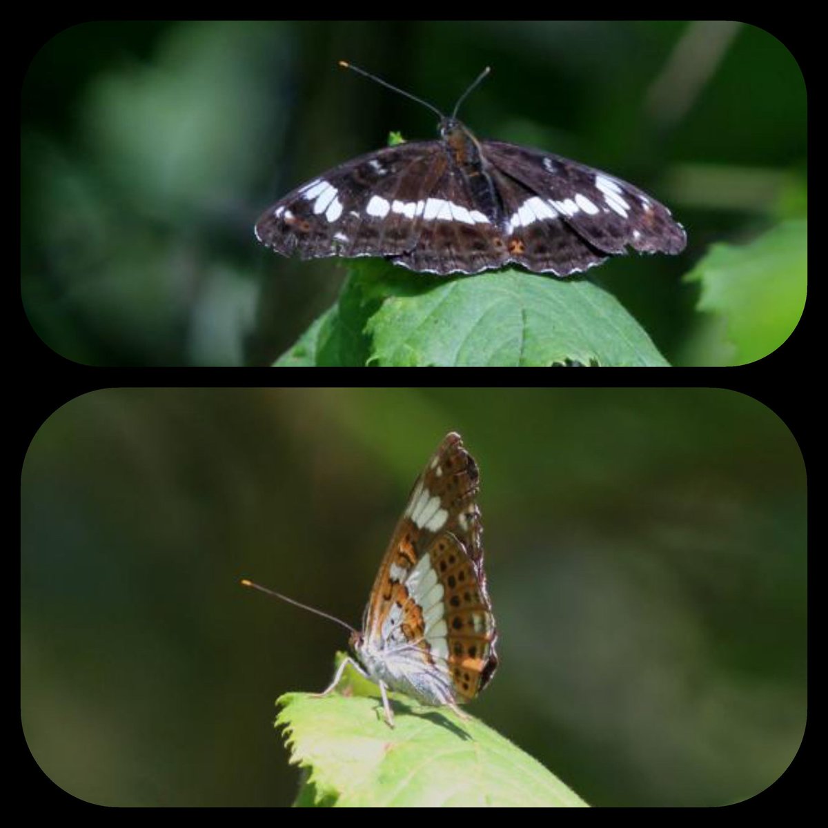 Niels van Pelt tweet media