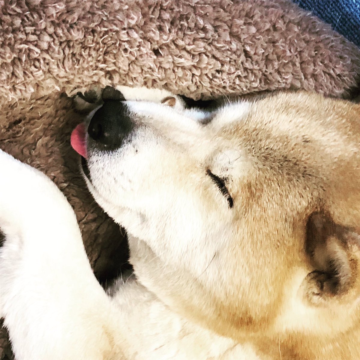 柴犬 小太郎 Kotapon Shiba Twitter