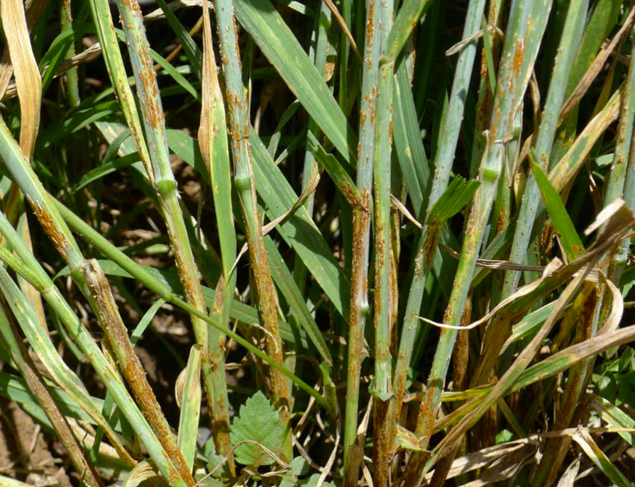 Identifying the stem of a major wheat disease...

Ug99 Stem Rust  Breaching wheat's defences
<a href="/nichola_hawkins/">Nichola Hawkins</a>

Read: bspp.org.uk/wp-content/upl…

Edited by Eric Boa
#bsppbursaries #plantpandemics #wheat #wheatrust #rust #ug99
