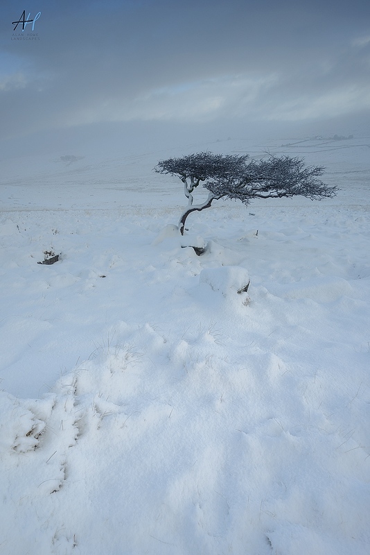 AlanHowe3's tweet image. Sometimes conditions present themselves in ways that we've hoped for for a long time. This was one of those times. @kasefiltersuk @benrouk1 @dartmoormag @dartmoornpa @uknationalparks @BBCWinterwatch @OPOTY @uklpoty #Dartmoor #Devon
