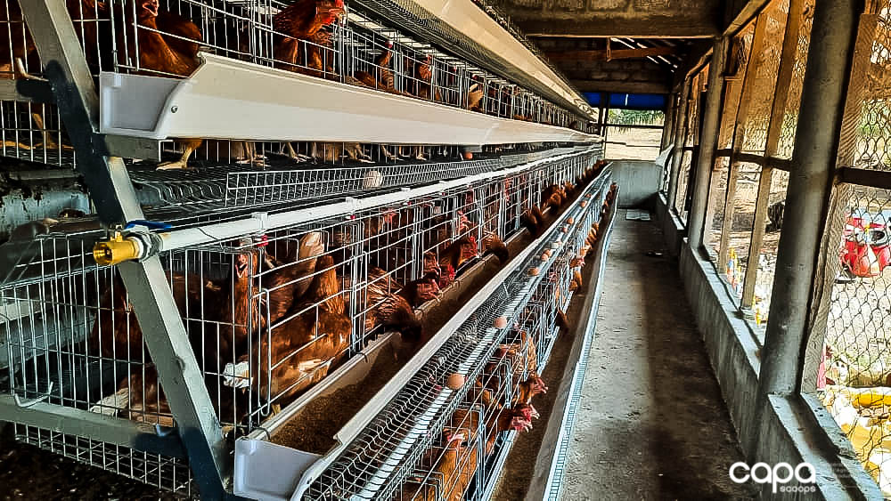 capascoops's tweet photo. #CAPA #Aviculture
Il y a bien longtemps que nous n'avions pas donné de nos nouvelles. Nous avons augmenté nos capacités d'élevage de 60% sur la ferme de #Kobian ces derniers mois en installant nos premières batteries d'élevage. L'aventure se poursuit!!! https://t.co/mbYzCZFB7B