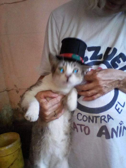 BrindisRios's tweet image. SOY @BrindisRios  Y ESTE ES MI AMIGUITO KAPITO VIVIMOS DESDE BEBES EN @Alberguenieves Y SOLICITAMOS AYUDA CUENTA CORRIENTE 01050105941105088790 BANCO MERCANTIL NIEVES DEL VALLE RIOS C.I. 4.364.968 GRACIAS Y MIAU