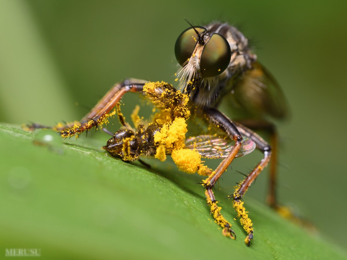 MERUSU's tweet photo. ハチ美味しい！一番好きな飛翔昆虫です。(5/17) #photography #bugphoto #bugphotography #AssassinFly #マガリケムシヒキ #Neoitamus #angusticornis https://t.co/8dz3KsFsm2