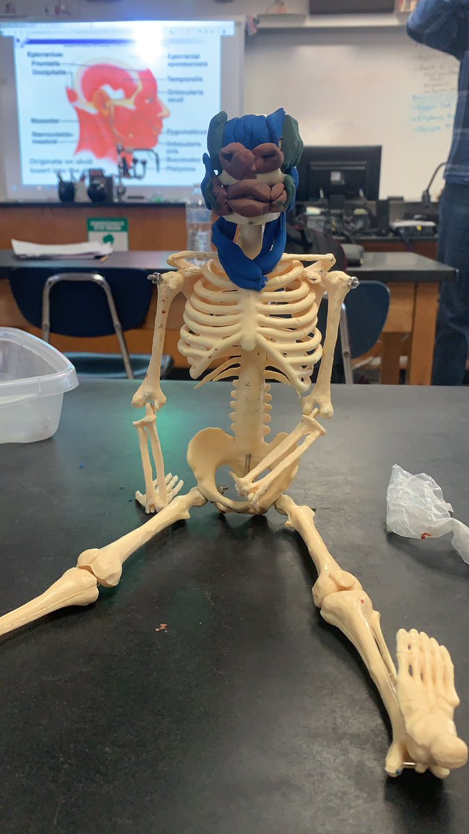 welchjosh33's tweet photo. Do you know what really makes us smile? Facial muscles @wl_rwerry #feetsofclay #mrwerryanatomy https://t.co/5iXZszC9Np