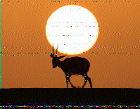 S59MZ's tweet image. A Quick Indor Test of my new MLA-30+ antenna. Receiving a WRMI @SWRadiogram on 15.770 MHz. Very good signal indors, even better than my EFHW-40m antenna outside (less noise, better S/N). Decoded Olivia-32-2k too.
#mla30 #SWL #hamradio