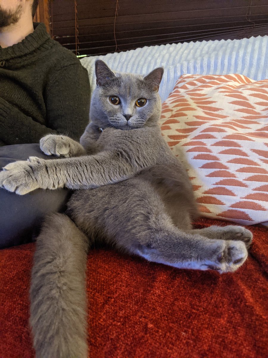 RonandSquidge's tweet photo. Humans are a bit dim and don't seem to respond to obvious signals like scent marking. To make it clear what's yours and not theirs, be sure to hold onto your possessions (and people) and establish eye contact. #catsofinstagram #CatsOfTwitter https://t.co/uaF1kcVyWH