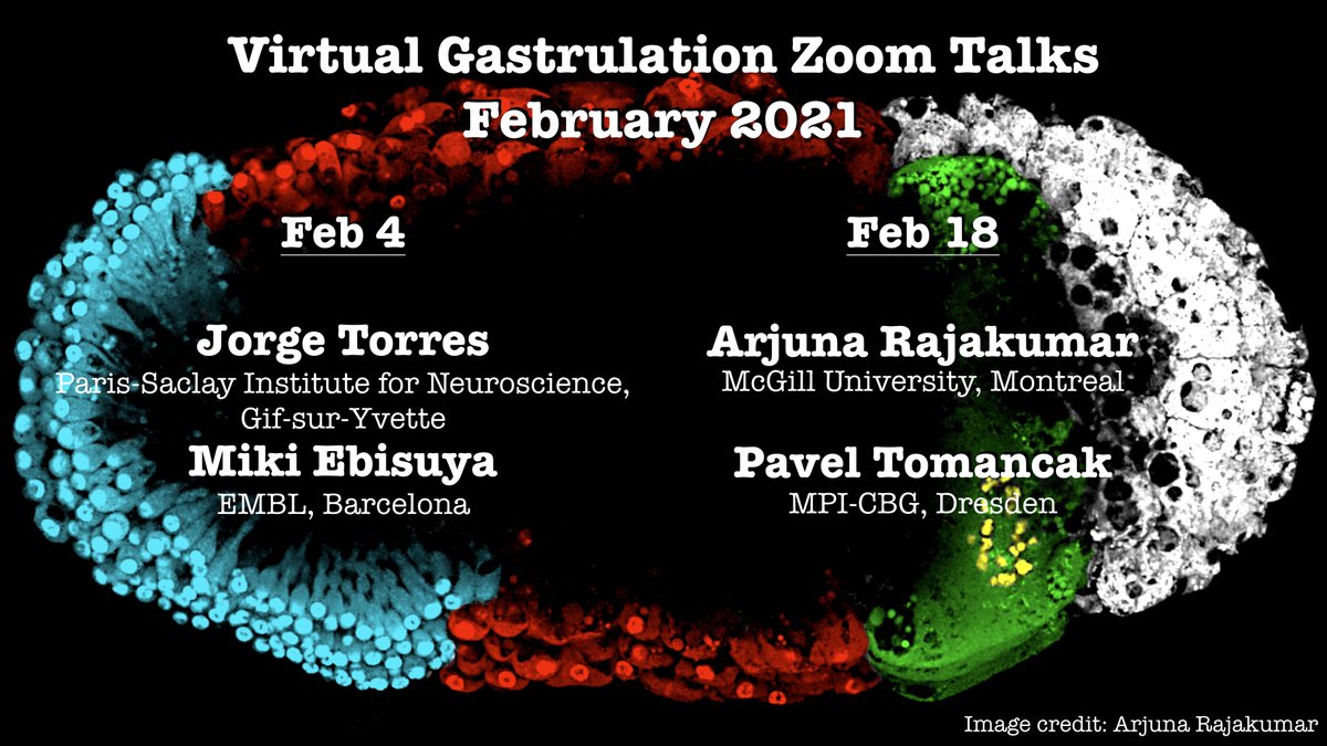 VGZT2020_21's tweet photo. It's our pleasure to share the program for February! Probably the highest species diversity so far. Besides mice &amp; human, beetles, cavefish, flies &amp; ants (!) will steal the show 🐭👶🏽🪰🪲
We're looking forward to see you next Thursday Feb 4 @ 17.30 GMT! #devbio #gastrulation #zoo https://t.co/heUNCqRCJF
