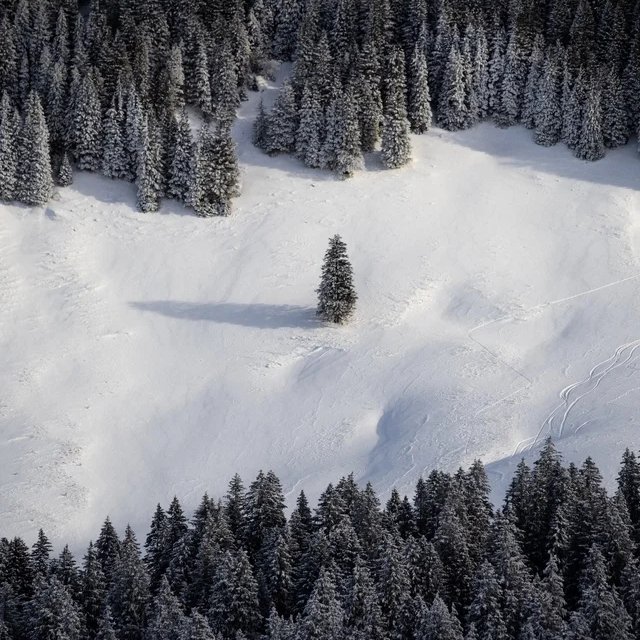 AtheismisComing's tweet photo. Image rare d'un échange d'otage entre deux clans rivaux de sapins https://t.co/kDwqnEmqnM