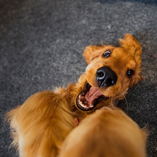 YetiDogChew's tweet photo. Time to get this pawty started. It's FRIYAY 🤩 https://t.co/YPuWPpgaZ5