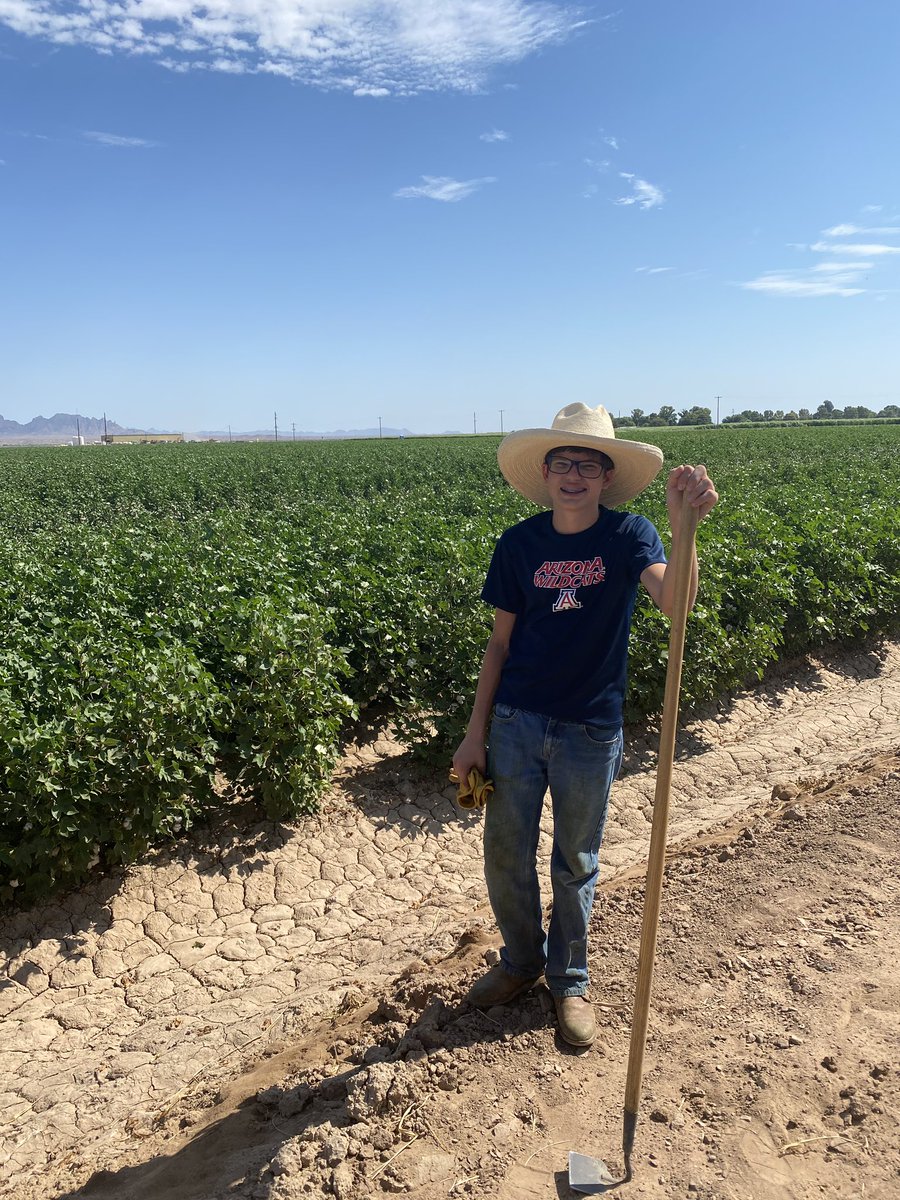 In June and July my boys cleaned up a few weeds that missed our 2 application of herbicide(1 of glyphosate and Prowl H2O layby) and our couple of cultivations. No one appreciates good weed control from herbicide & cultivation more than those of us who chop the rest of the weeds.
