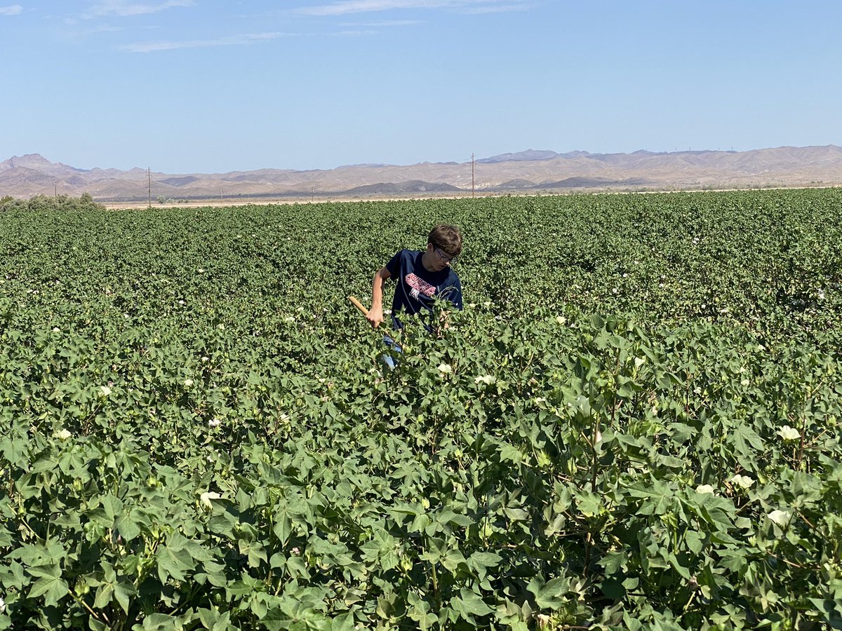 In June and July my boys cleaned up a few weeds that missed our 2 application of herbicide(1 of glyphosate and Prowl H2O layby) and our couple of cultivations. No one appreciates good weed control from herbicide & cultivation more than those of us who chop the rest of the weeds.