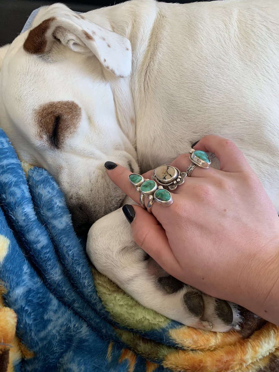 marisarup's tweet photo. could not even dream of interrupting this #dailyyogi https://t.co/80pCMcBGxT