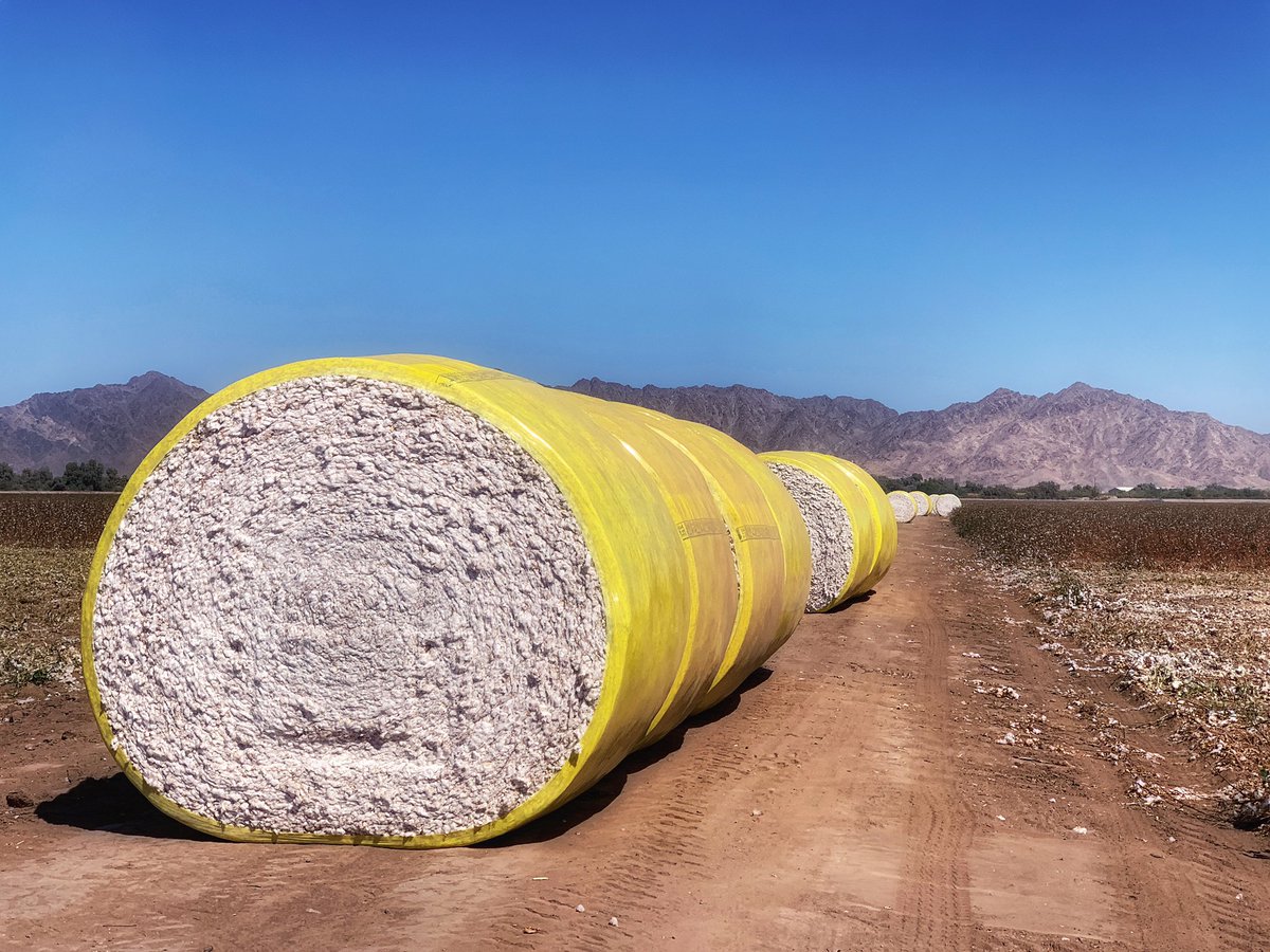 While  #MamaSaidEatYourFruitsAndVeggies and led by example doing it, she also bought you  #denim jeans and cotton shirts. Today I’m going to share about  #cotton, how we plant, grow, harvest and gin some of the highest quality lint and seed in the world, here in the desert.  #YumaAZ