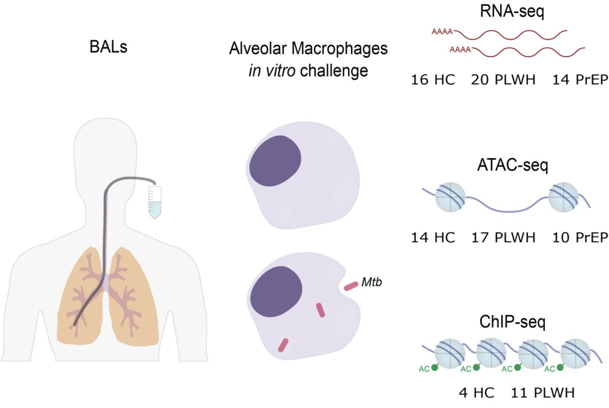 Happy to share our preprint highlighting the impact of HIV/ART in the translational and epigenetic response of alveolar macrophage to M. tuberculosis. Kudos to all the co-authors that made this work possible. 
medrxiv.org/content/10.110…