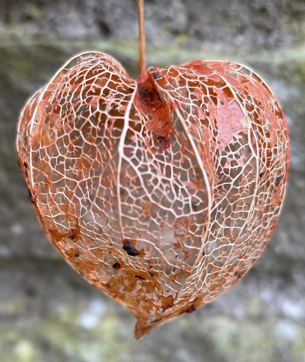 Heike_Bauer's tweet photo. Look at this beauty: Physalis alkekengi, a symbol of ‘life within death’ #foundTreasure https://t.co/iFaSZBgbfV