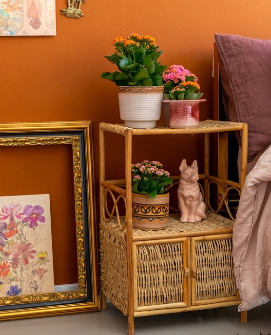 Altijd kleurrijk.🧡💚💗
#win #AlwaysKalanchoe #Kalanchoe #woestijnroos #AltijdKleurrijk #altijdMakkelijk #alwayscolourful #easycare #AltijdGezellig #vetplant #vetplantmetbloemen #potbloeier