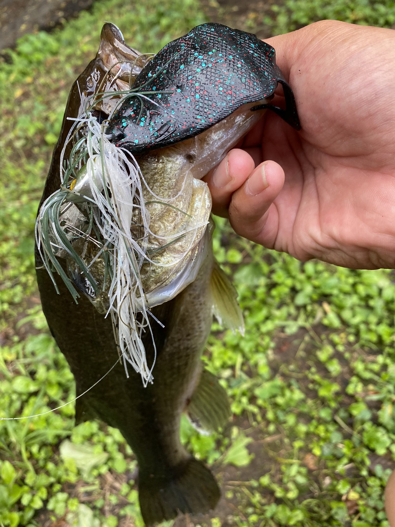 中根翼 ナカンティー 昨年の秋 野池での釣行で チャターのトレーラーにフリップギル を付けたら波動がギルその物 今年は霞ヶ浦でも出番が多くなりそうな予感 T Co Nf2gsjtmc1 Twitter