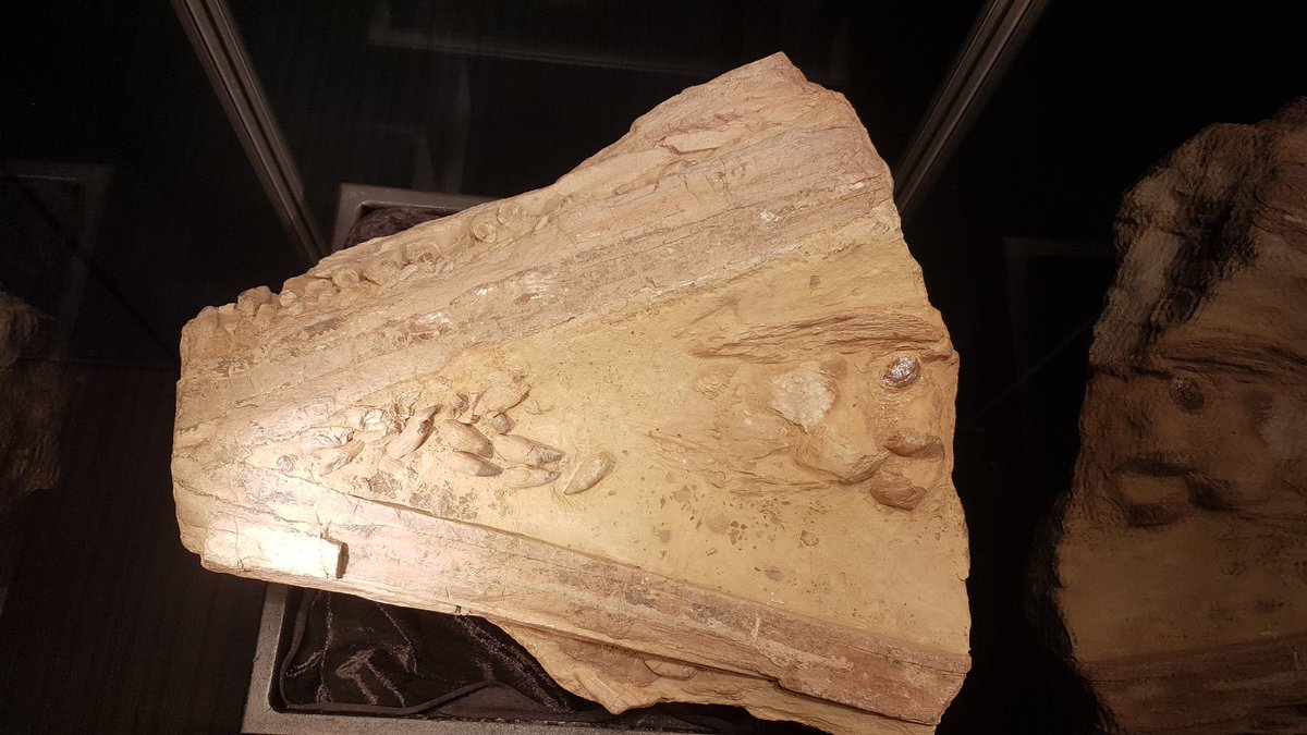 Joshua White (@josh_mark_white) on Twitter photo This #FossilFriday is the partial skull of an Itchyosaur displayed <a href="/GeoscienceAus/">Geoscience Australia</a>. Sadly, this marks the end of my time here as the collections assistant, but the beginning of my PhD career at ANU. This #FossilFriday is the partial skull of an Itchyosaur displayed <a href="/GeoscienceAus/">Geoscience Australia</a>. Sadly, this marks the end of my time here as the collections assistant, but the beginning of my PhD career at ANU.