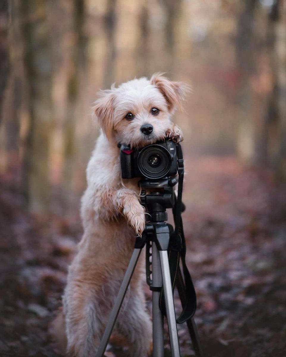 GimbalOnline's tweet photo. Soooo cute, it is definitely the most lovely photographer @knutini_
Explore more gears: https://t.co/sdqruPHTFZ
#gimbalonline #dogphotography #dogphotographer #photographer #camera #cameragear #camerasetup #gearphotography #cameraop #photocam #photographyloversgs #cameracanon https://t.co/rf3BDmlLym