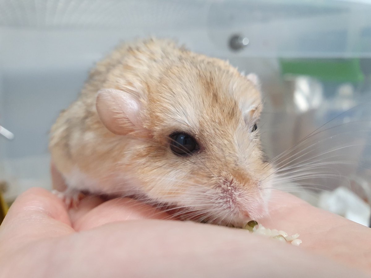 ☜햄팡인(반동결) (@1y132_a) on Twitter photo 