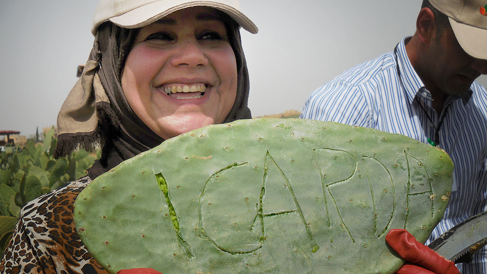 ICARDA's tweet photo. We're celebrating the International Year of Fruits and Vegetables with a new video series on Cactus Pear production aimed at dryland farmers , promoting low-cost & beneficial agronomic practices. Watch here: https://t.co/IvlbzcZSUm
@icarindia @Livestock_CGIAR #AFESD #IYFV https://t.co/Sf8vzX3Cxu