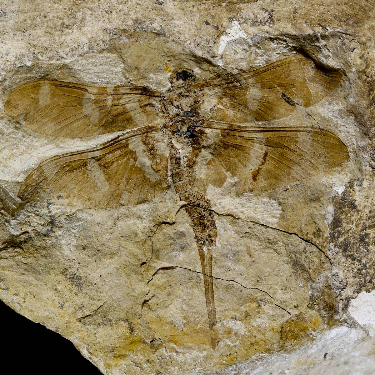 For  #FossilFriday meet Dunbaria! This ~285 million year old insects is wonderfully preserved: you can even see bands of colour on the wings. It's a member of an extinct group called the Palaeodictyoptera. These early insects are super cool. /n