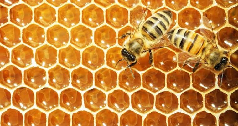 Bal arıları peteklerini inşaa ederken tam olarak 109 derece 28 dakika, 70 derece 32 dakikalık iki açı kullanıyor. Peteklerin uçları ise 13'er derece yükseltilerek inşaa ediliyor, bu eğitim sayesinde petek dik bile dursa içindeki bal dışarı akmıyor.