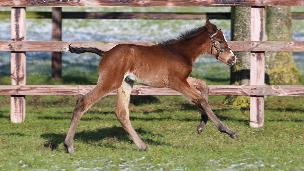 This active OASIS DREAM filly, born at 9.48pm on 22nd January, is the second foal out of BATED BREATH's Group-placed daughter Gavota. Her first foal is a now yearling colt by Starspangledbanner #FoalFriday #FoalWatch #FoalPhotos2021