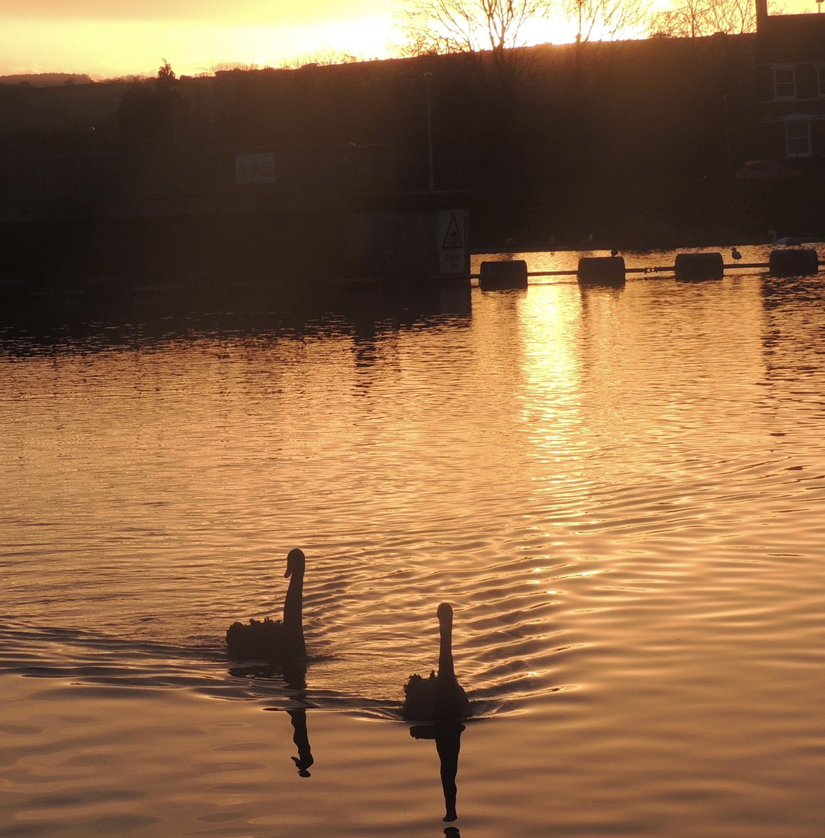 cgbtownsend's tweet photo. @BBCSpringwatch a couple of beauties chilling near the Exeter quayside at sunset @ChrisGPackham @HannahStitfall #Winterwatch https://t.co/a6ZP9fXT9Y