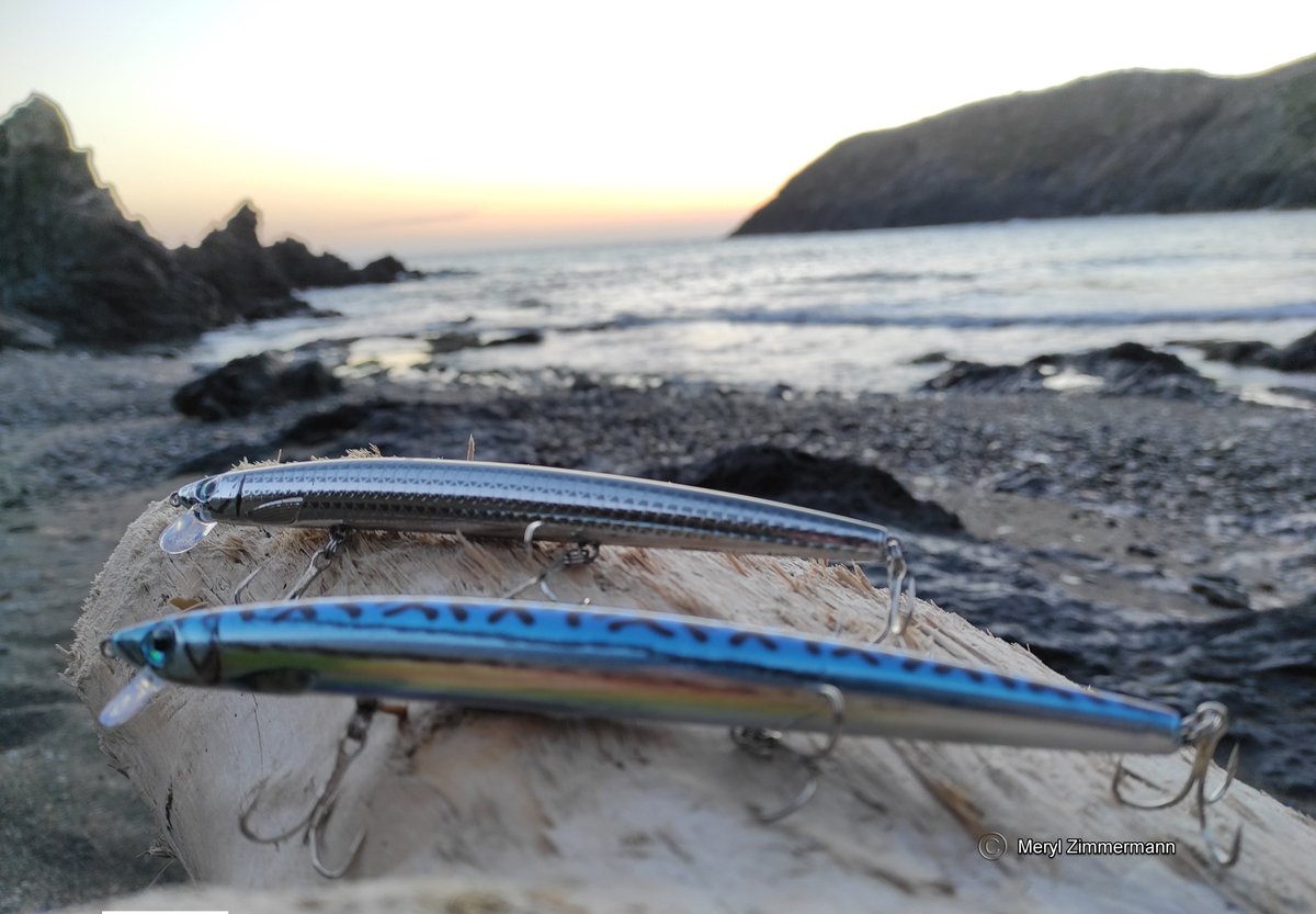 MerylZimmermann's tweet image. I'm proud to begin my PhD on fish behaviour by acoustic telemetry in the Mediterranean Sea with the @ResMed4  project. This european project between France and Spain study several species. Thanks to @Cefrem1 lab (@upvd1).

 #trackingnotslacking #acoustictelemetry #fishtelemetry