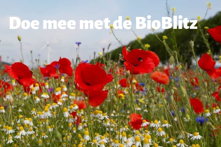 B(l)oeiend Bedrijvenpark RW50 – helpt u mee? Met het in 2020 ingezaaide #bloemenlint willen we de #biodiversiteit op het <a href="/RW50kampen/">Bedrijvenpark RW50</a> stimuleren. Ook willen we weten welke plant- en diersoorten er nu al voorkomen. Doe u mee aan de #BioBlitz? Lees meer: .bedrijvenparkrw50.nl/bloeiend-bedri…