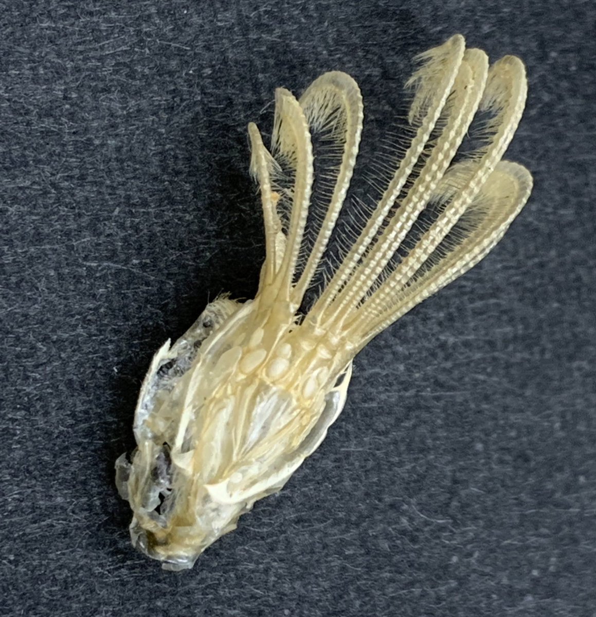 フジツボの抜け殻 カッコよくないですか？😆 先日拾った打ち上げのもの