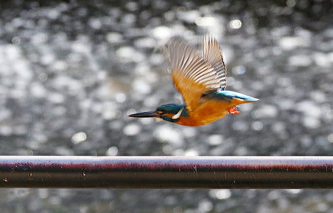 カワセミのtwitterイラスト検索結果