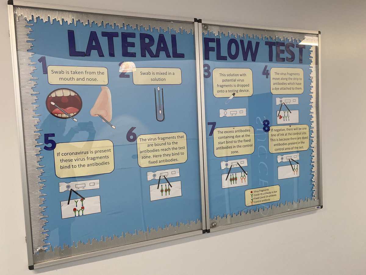 AceyMiss's tweet photo. A new display showing the science behind the lateral flow tests that we are using in school. @nieperacademy #sciencematters https://t.co/pynhiL3Wep