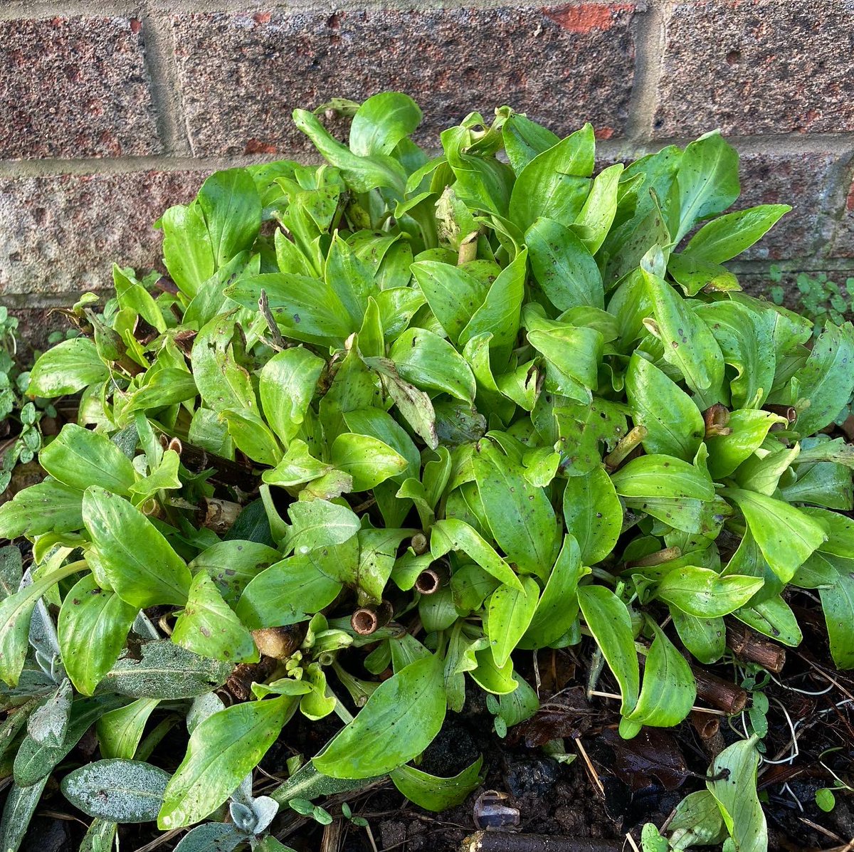 DHgardening's tweet image. Loving my new #secateurs by @CoronaTools the sister company of @burgonandball Sharp clean cut. All set for the #pruning season. I have a large collection of #burgonandball #tools &amp;amp; can highly recommend! #gardening #gardeningtools #gardener #garden #tools