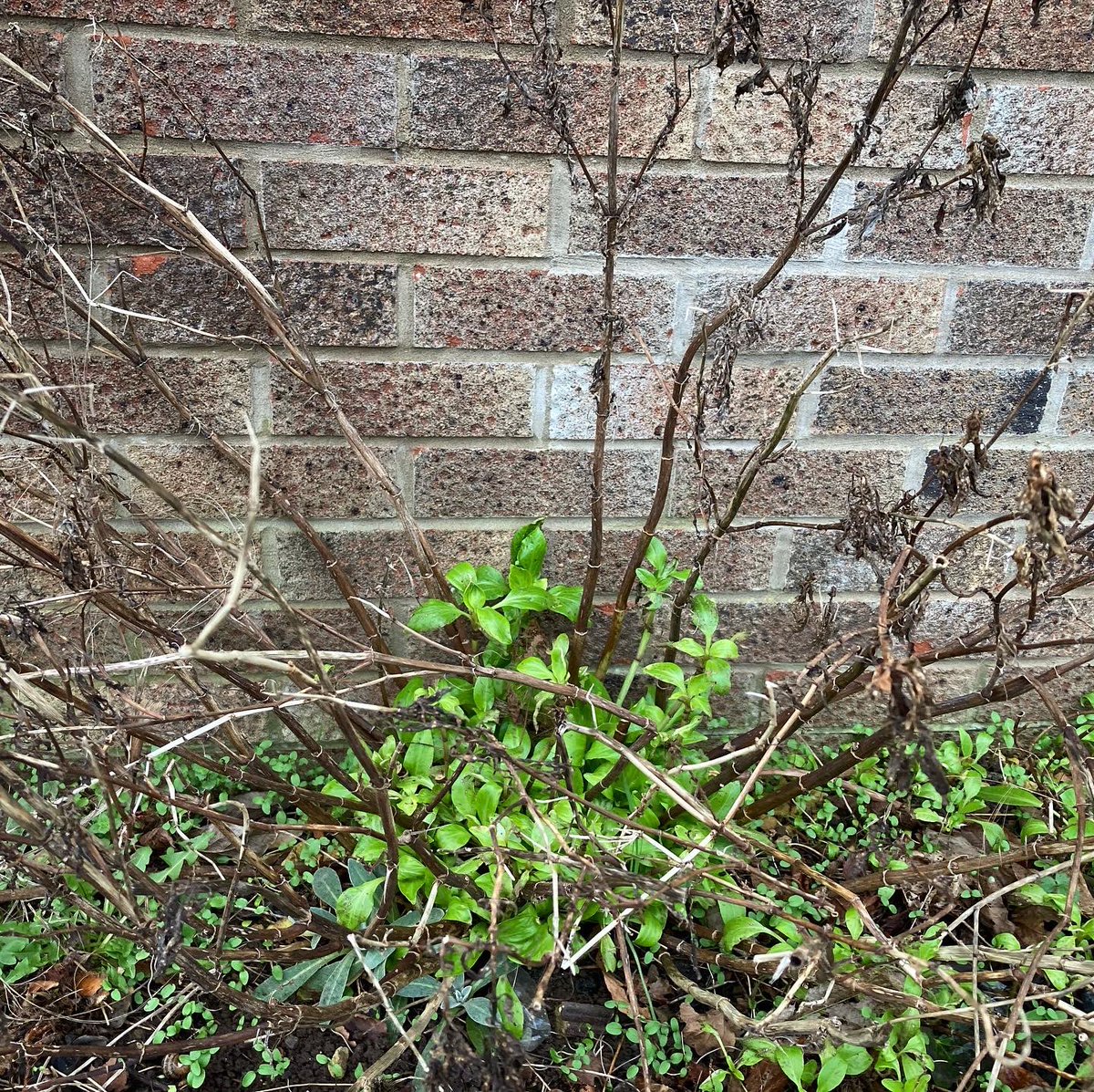 DHgardening's tweet image. Loving my new #secateurs by @CoronaTools the sister company of @burgonandball Sharp clean cut. All set for the #pruning season. I have a large collection of #burgonandball #tools &amp;amp; can highly recommend! #gardening #gardeningtools #gardener #garden #tools