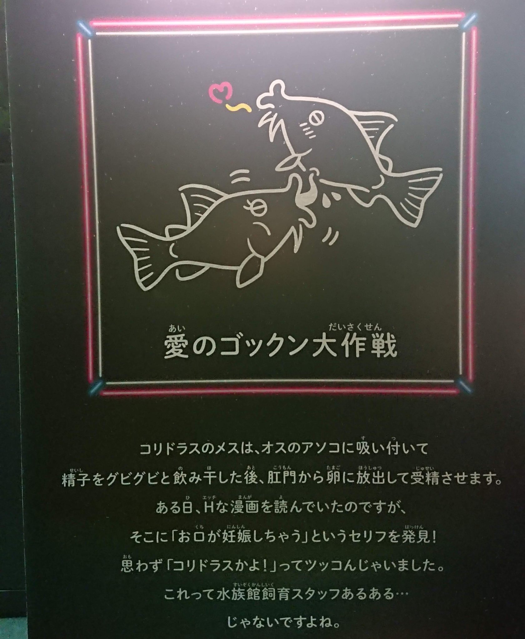 うえひろ コリドラスの交尾の解説やばくて好き T Co L7uoyrjenf Twitter うえひろ コリドラスの交尾の解説やばくて好き T Co L7uoyrjenf Twitter