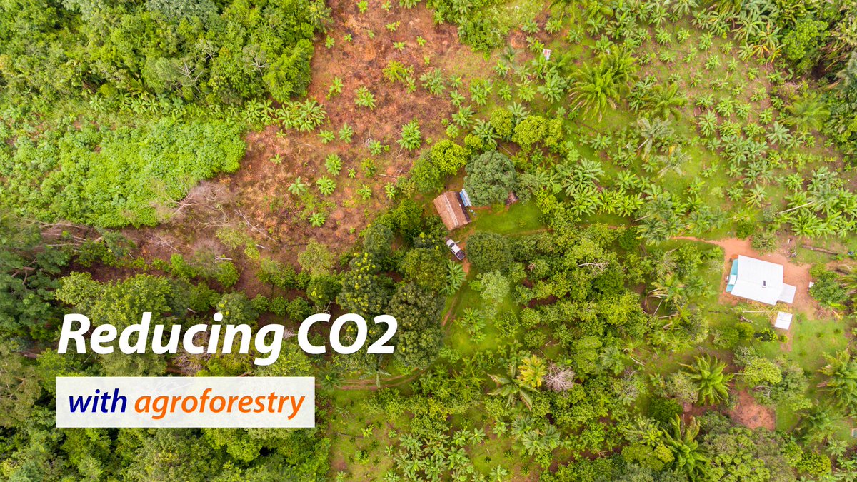 Rabobank launched an agroforestry initiative aimed at removing CO2 from the air, while improving smallholder farmer livelihoods. That’s good for farmers &amp; good for the planet. rabobank.com/agroforestry 
<a href="/microsoftnl/">Microsoft Nederland</a>
 #growingabetterworldtogether
