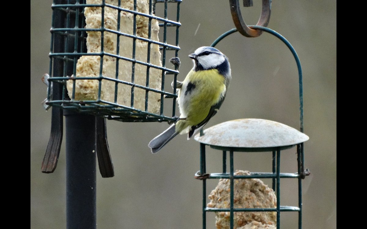 mrtomroberts's tweet photo. ~#BigGardenBirdWatch some of the birds this morning @Natures_Voice https://t.co/aszvgCiRZa