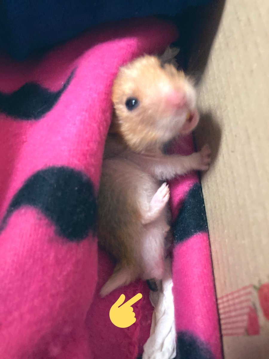 hamuyashiki's tweet photo. 別荘で寝ている🐹モンチャック爺さんを起こしたら✳︎からunk出てた。
🐹モンチャック爺さんは寝ながらunkしてんのかな…
#モンチャック #MONCHUCK #ハムスター #hamster https://t.co/gX9SRI5SQ0