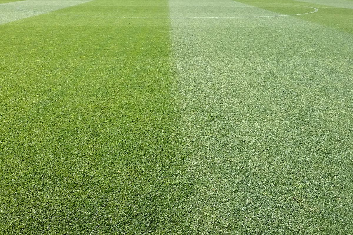 SemillasFitoTG's tweet photo. 🆕 ¿Por qué elegir #CreepingRye? 🌿 Este césped de uso intensivo de crecimiento lateral y oscuro es ideal para siembra o resiembra, formación de tapes y uso deportivo en zonas de máximo pisoteo 🌱

https://t.co/SvW0DiwEYj https://t.co/Iy6Wo8b60Y