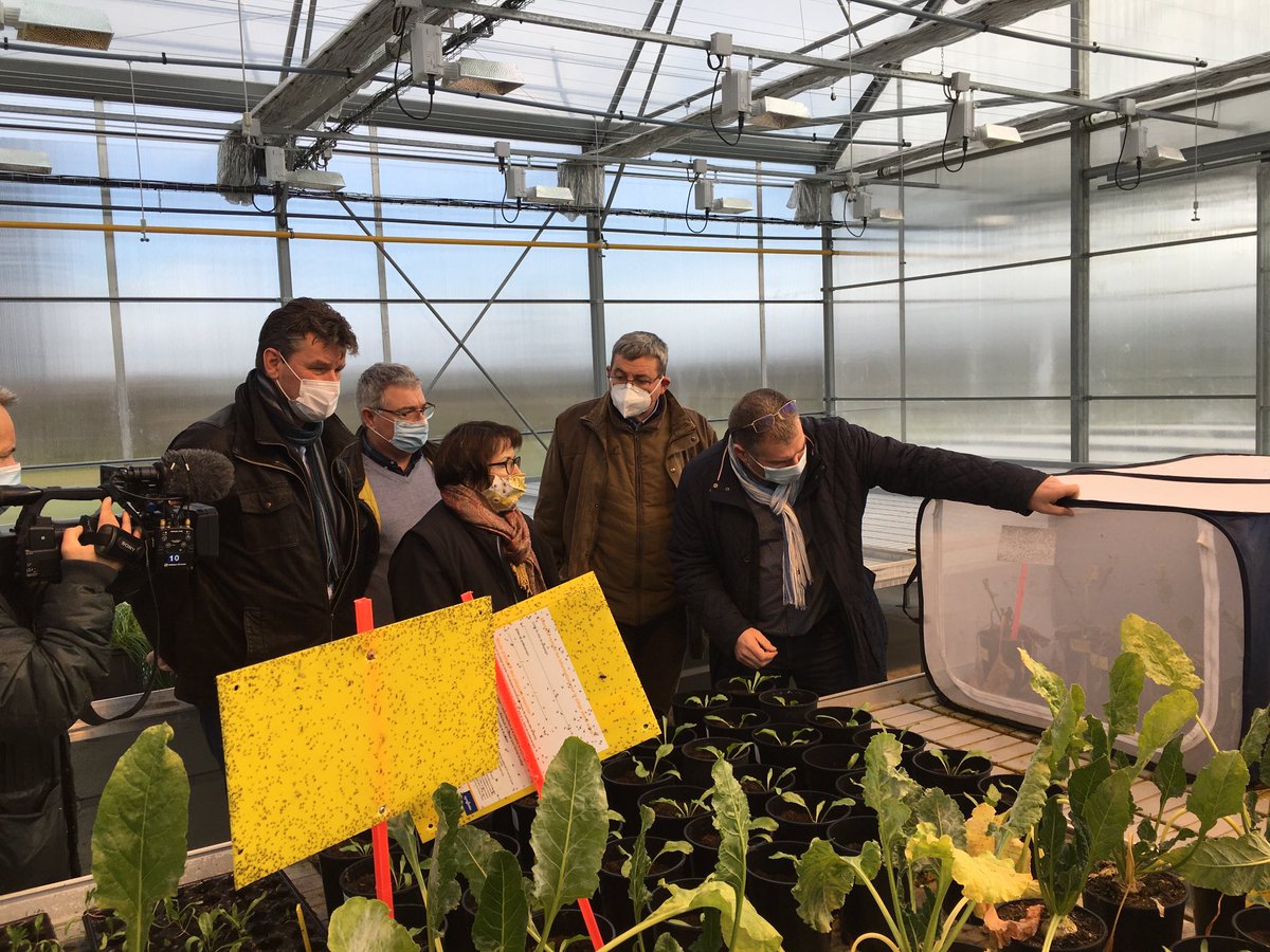 Synd. Betteravier 02 tweet media