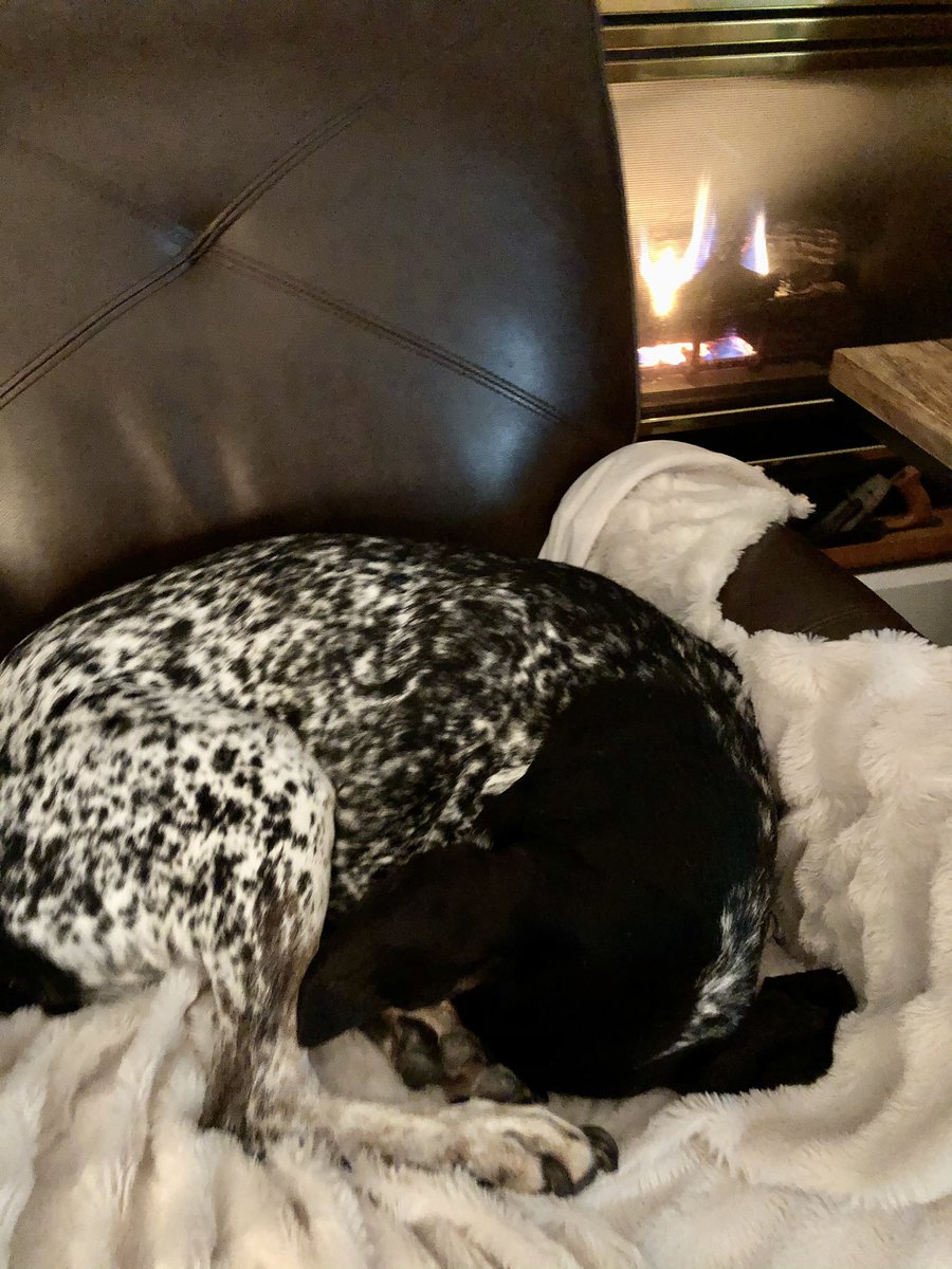 ambailey411's tweet photo. Winter continues. It’s particularly cold today. Lucy anticipates it being an inside recess kind of day. #chillydog https://t.co/2pyUql86LK